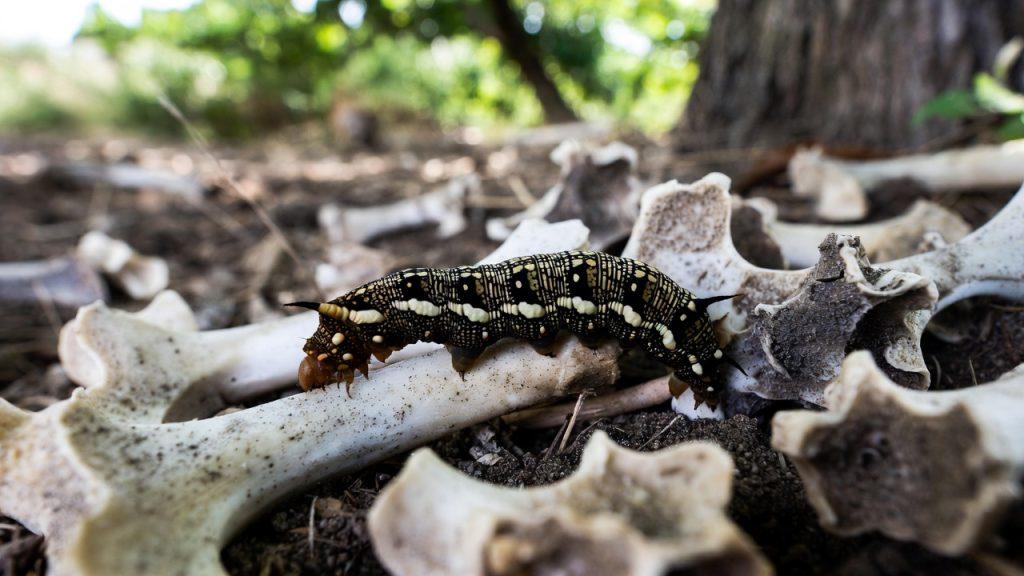 caterpillar bone collector