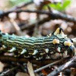 insecte ciudate 2026